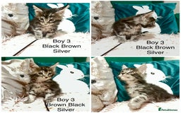 Maine Coon cats for sale: XXL Maine Coon kittens 🔥rare Black Smoke  - Image 34