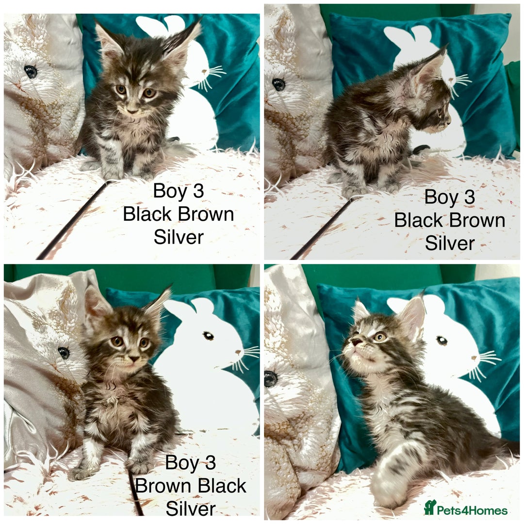Maine Coon cats for sale: XXL Maine Coon kittens 🔥rare Black Smoke  - Image 34