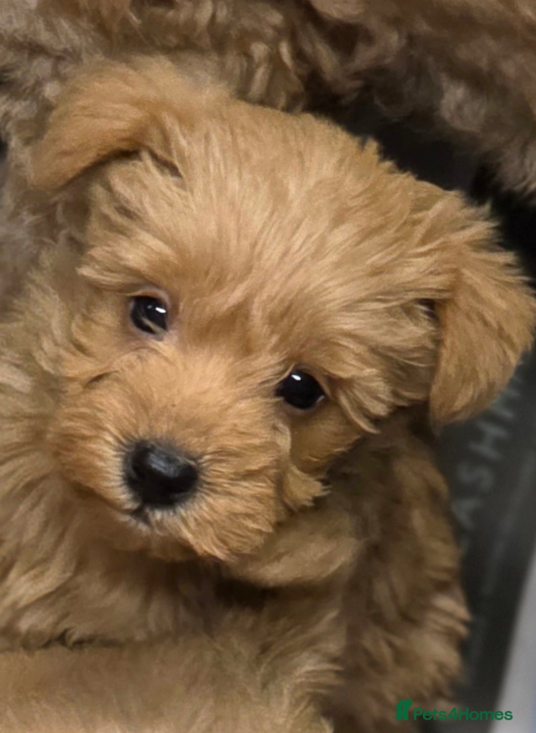 Schnoodle dogs Schnoodle puppies - Advert 2