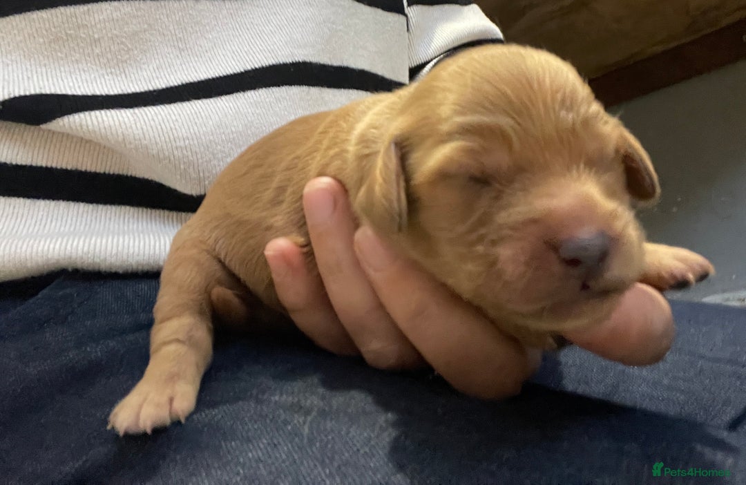 Cockapoo dogs for sale: F1 Purebed Red cockapoo 5 ⭐️ genetics & health - Image 15