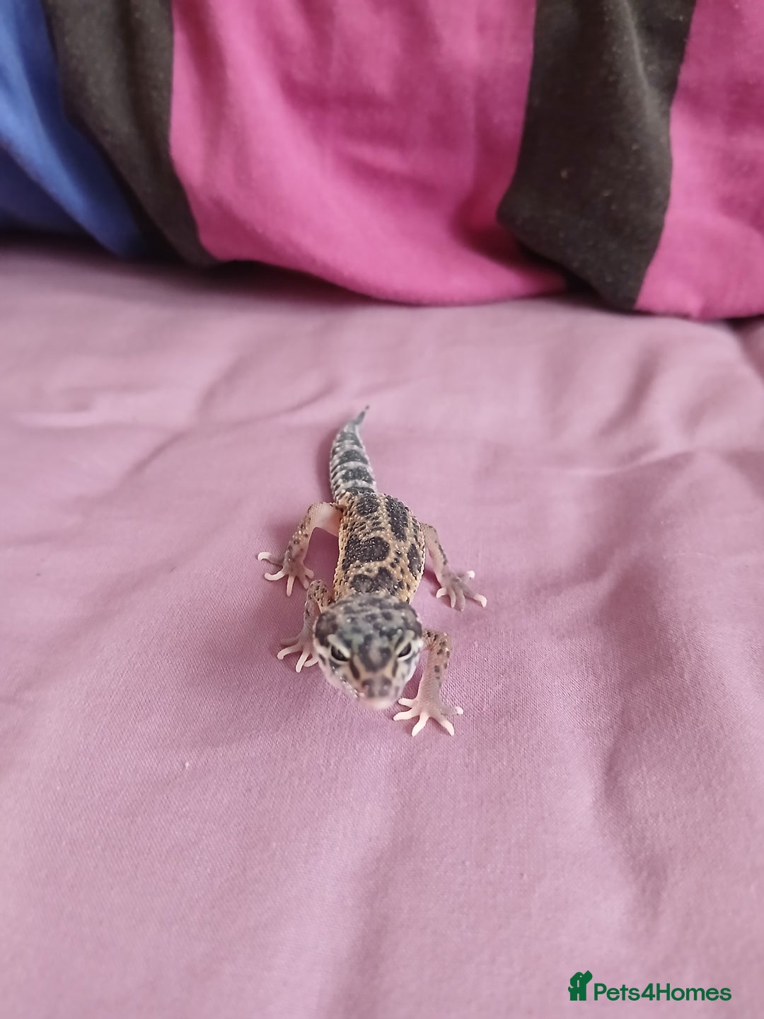 Leopard Gecko reptiles for sale: Baby's leopard geckos  in Rochester - Image 8