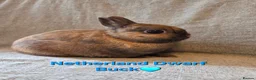 Netherland Dwarf rabbits for sale: 14 week old pure Netherland Dwarf 🩵 - Advert 4