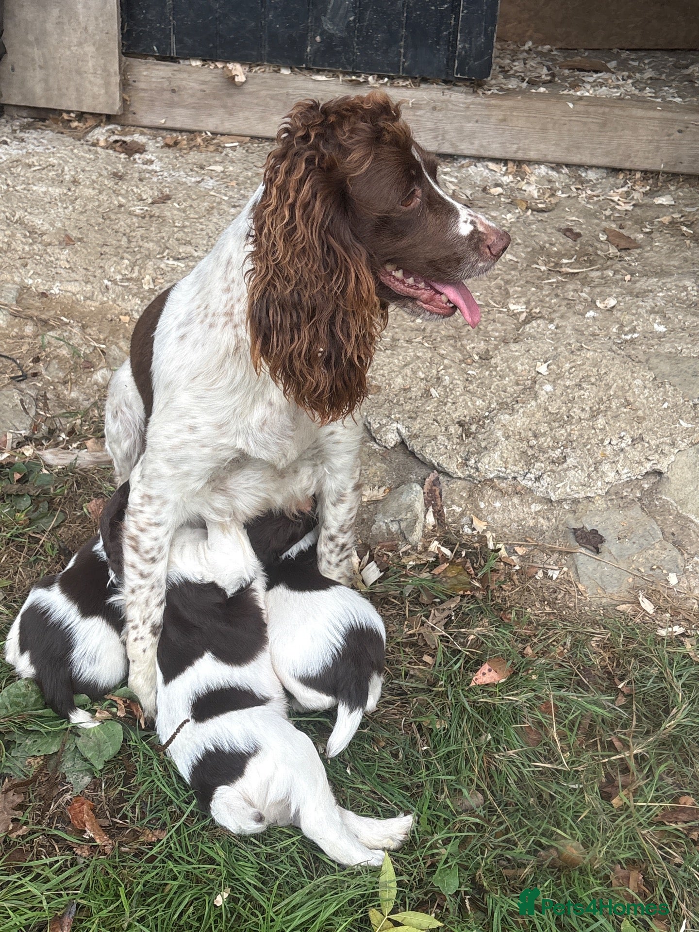 English Springer Spaniel dogs Beautiful intelligent springer puppies  - Advert 1