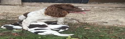 English Springer Spaniel dogs for sale: Beautiful intelligent springer puppies  - Advert 1