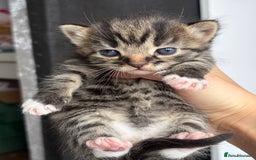 British Longhair cats for sale: British long hair cats  - Image 2