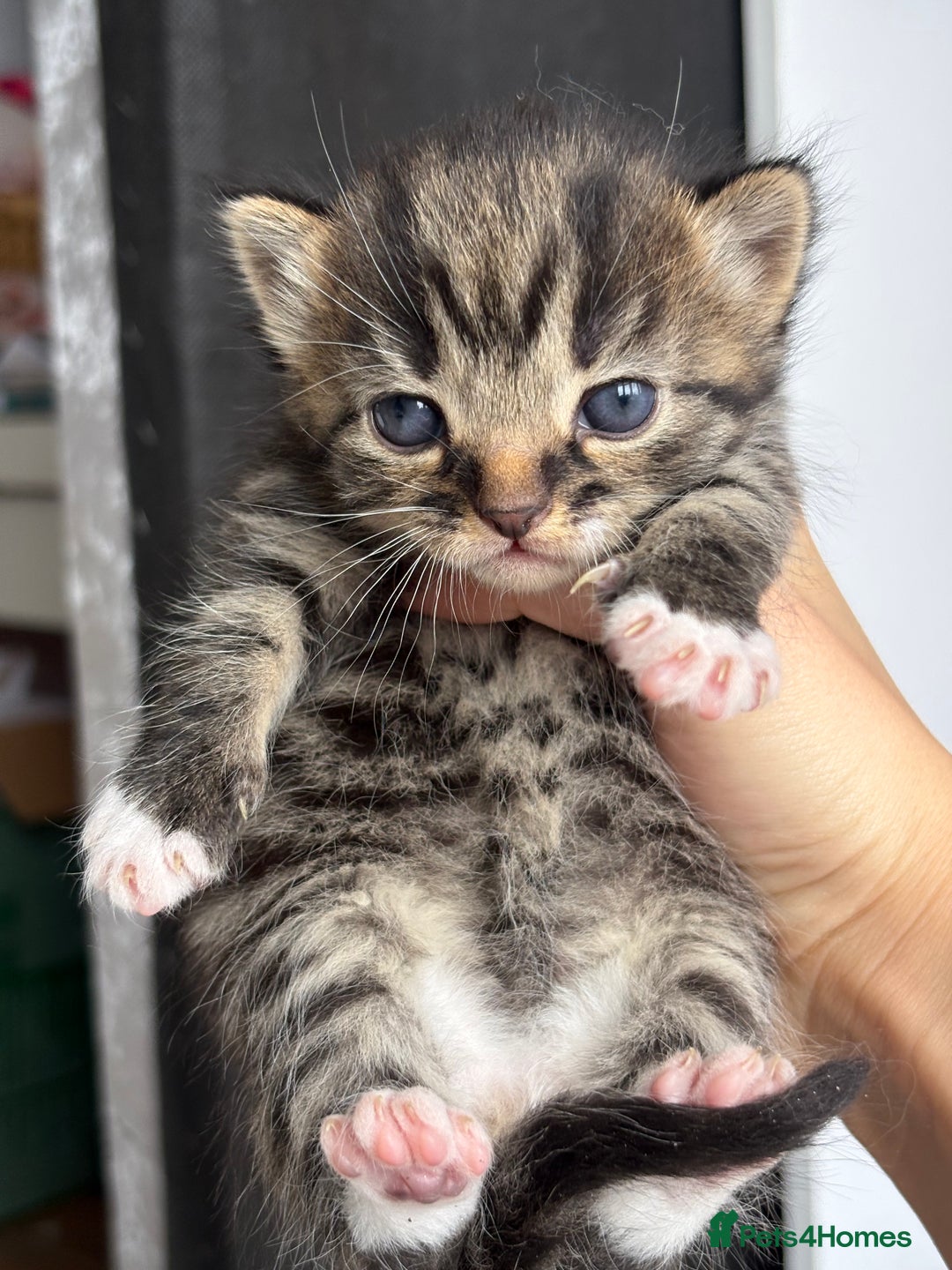British Longhair cats for sale: British long hair cats  - Image 2