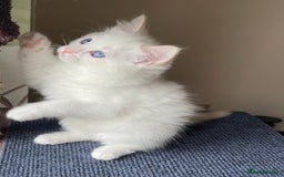 Ragdoll cats for sale: VERY RARE CREAM FLARE BICOLOUR RAGDOLL KITTEN - Image 31