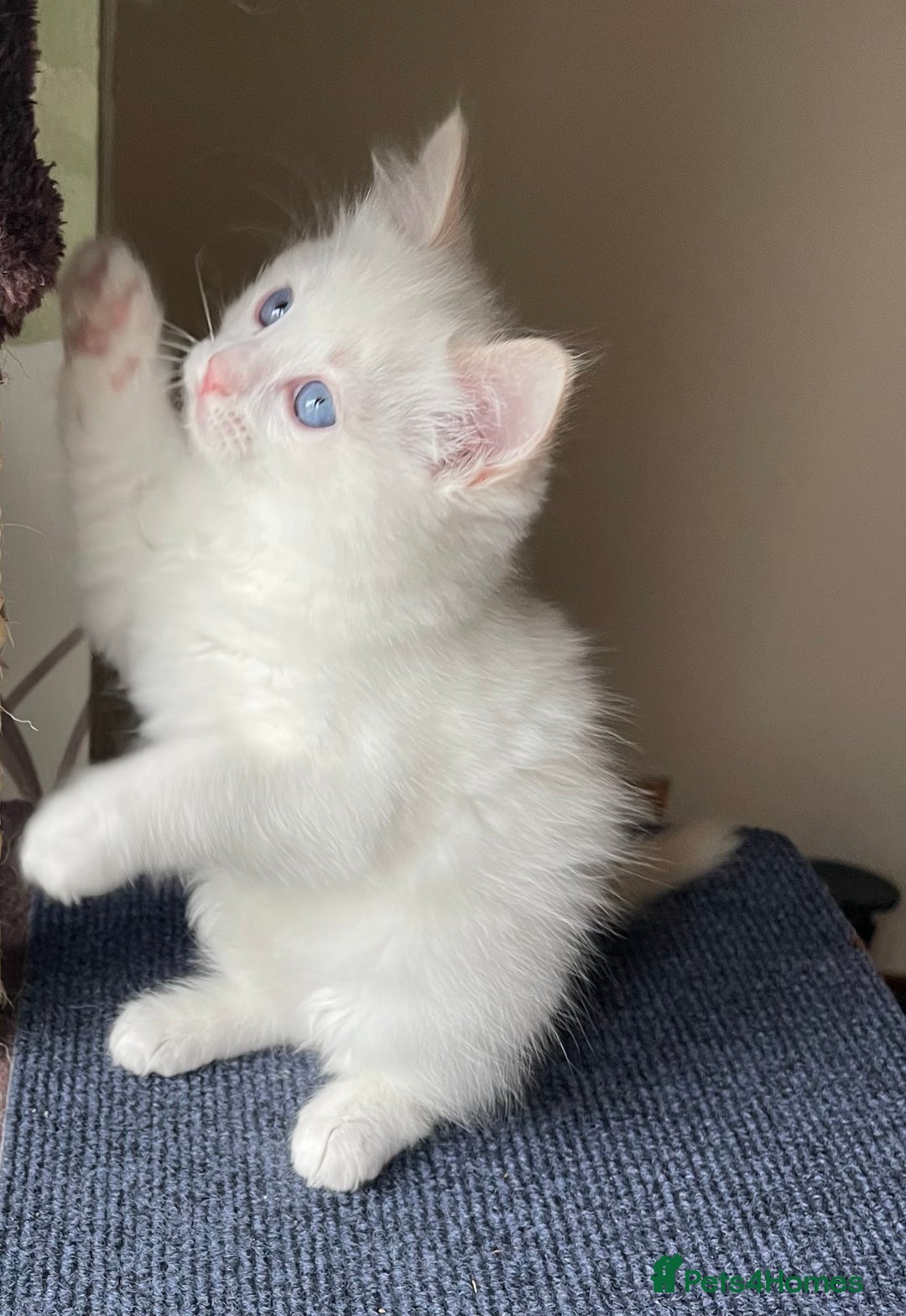 Ragdoll cats for sale: VERY RARE CREAM FLARE BICOLOUR RAGDOLL KITTEN - Image 31