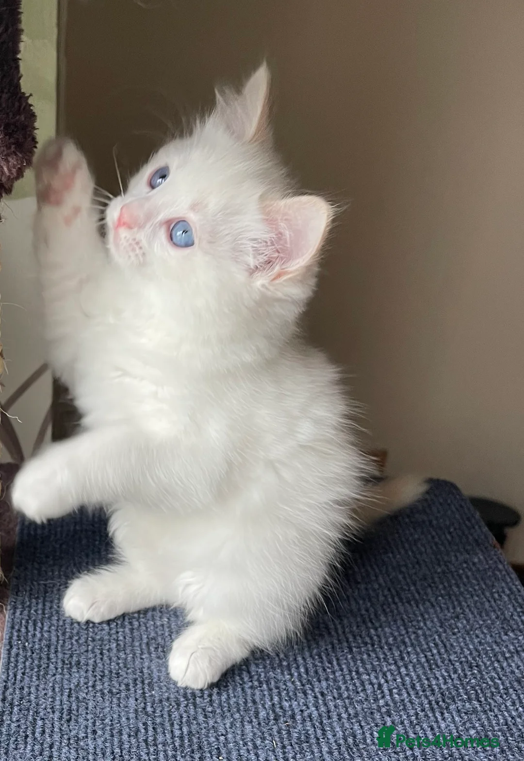 Ragdoll cats for sale: VERY RARE CREAM FLARE BICOLOUR RAGDOLL KITTEN - Advert 31