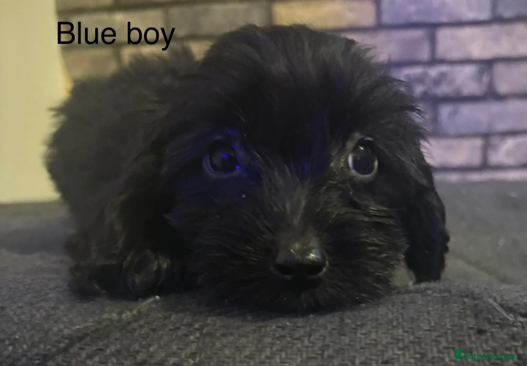 Cockapoo dogs for sale: Beautiful cockapoo puppies  - Advert 6