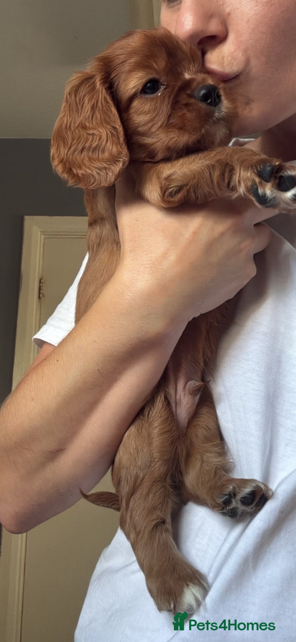 Cavalier King Charles Spaniel dogs KC registered parents/DNA tested. - Advert 2