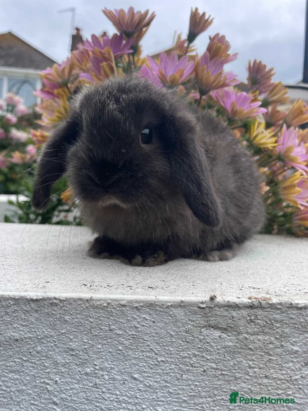 Mini Lop rabbits for sale: Adorable mini lops looking for their for ever Home - Advert 3