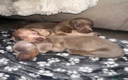 Miniature Dachshund dogs for sale: Stunning ISABELLA miniature dachshunds  - Image 17