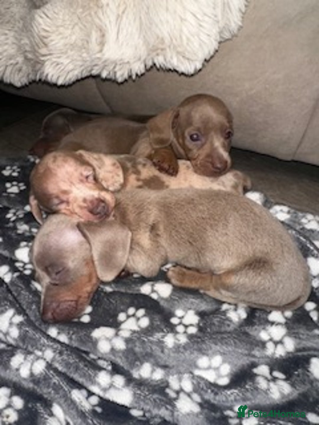 Miniature Dachshund dogs for sale: Stunning ISABELLA miniature dachshunds  - Image 17