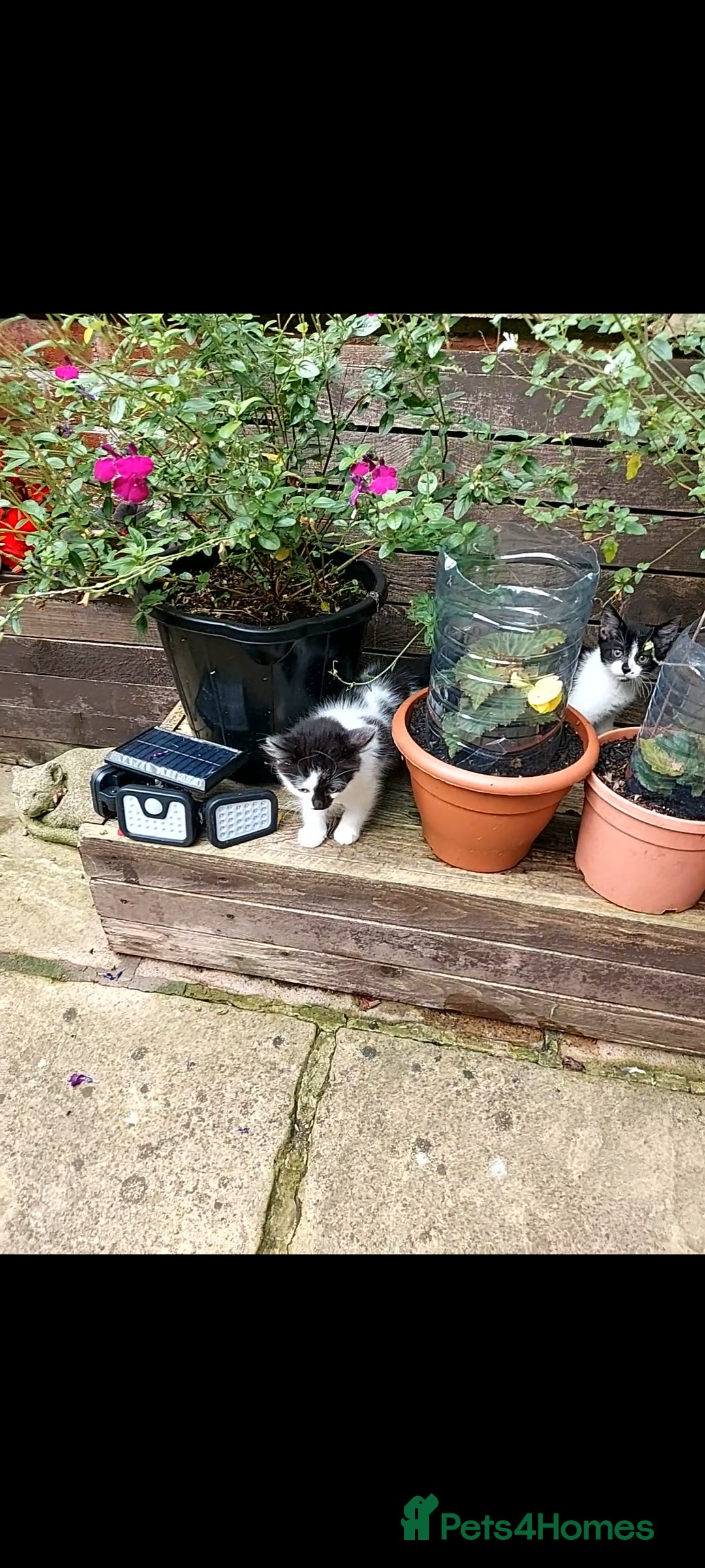 British Longhair cats for sale: ❤️Urgent 2 lovely sweet kitten left - Image 3