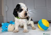 Cocker Spaniel Alfie's Son