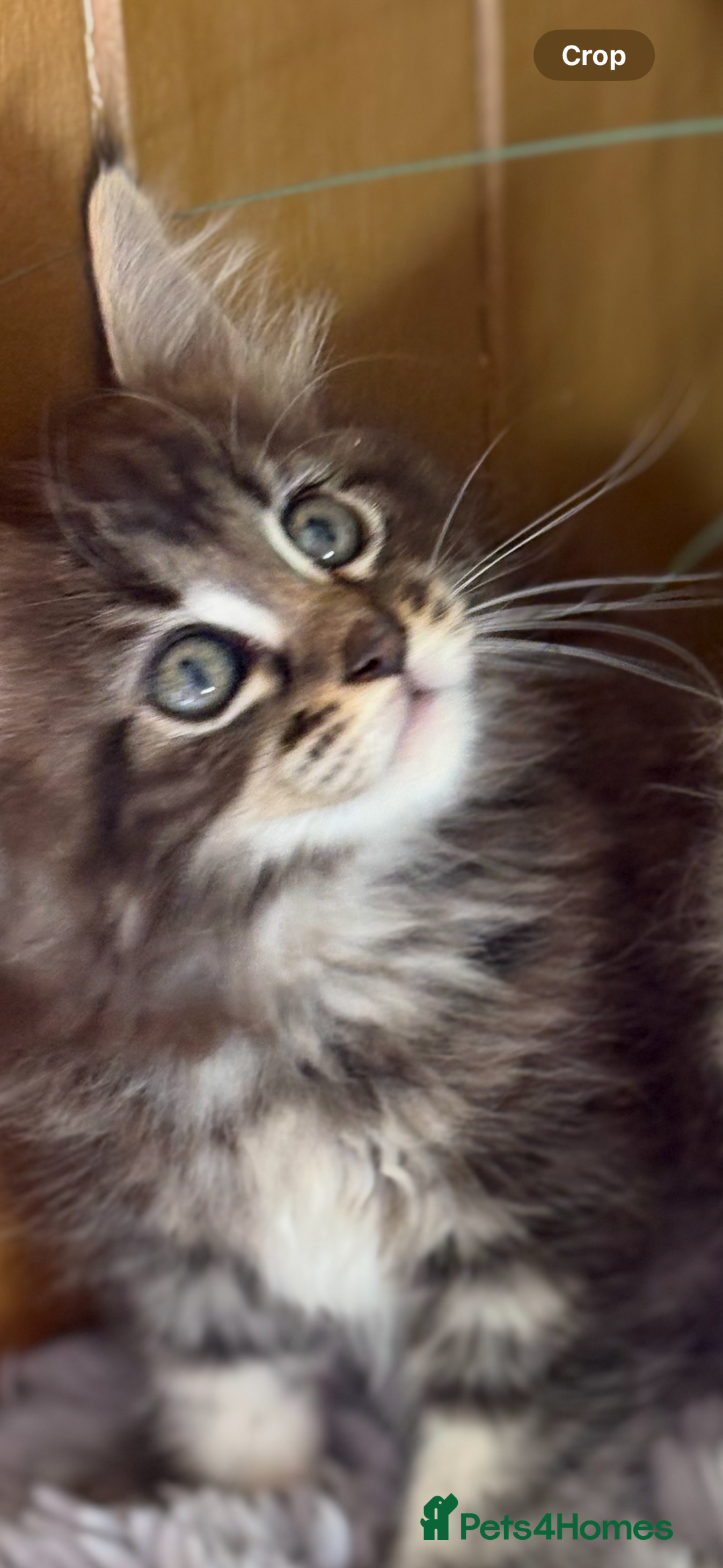 Maine Coon cats for sale: Stunning pedigree maincoon kittens  - Image 4