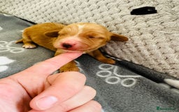 Cocker Spaniel dogs for sale: Red Cocker Spaniel Puppies - Image 19