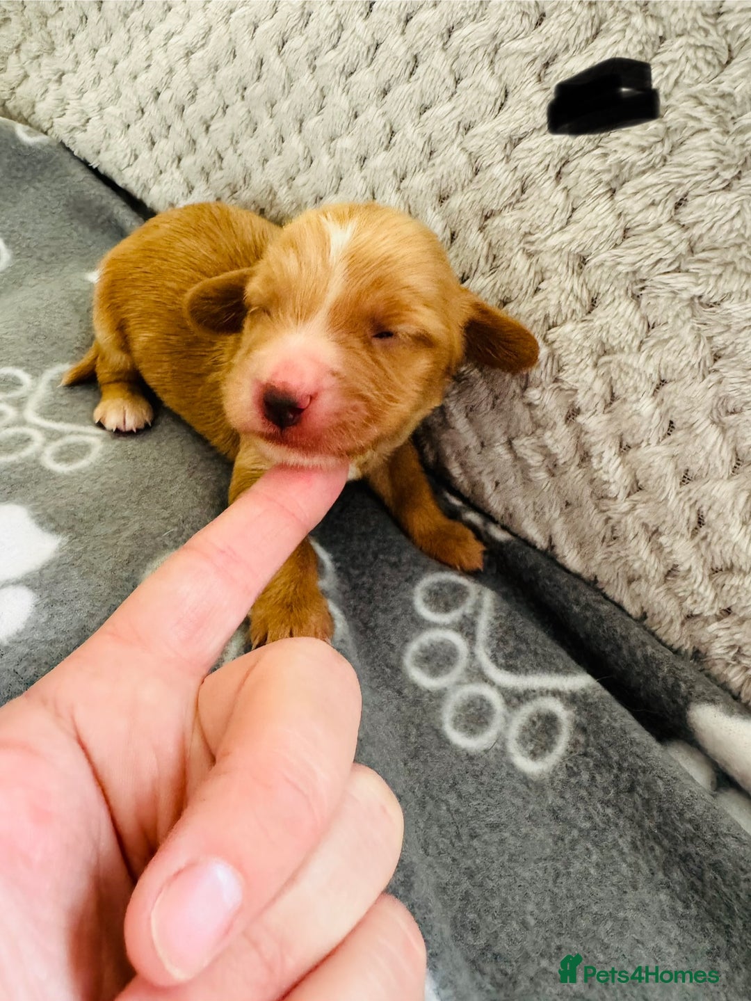 Cocker Spaniel dogs for sale: Red Cocker Spaniel Puppies - Image 19