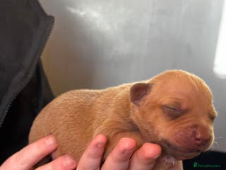 Mixed Breed dogs Staff X Sharpei puppies - Advert 7