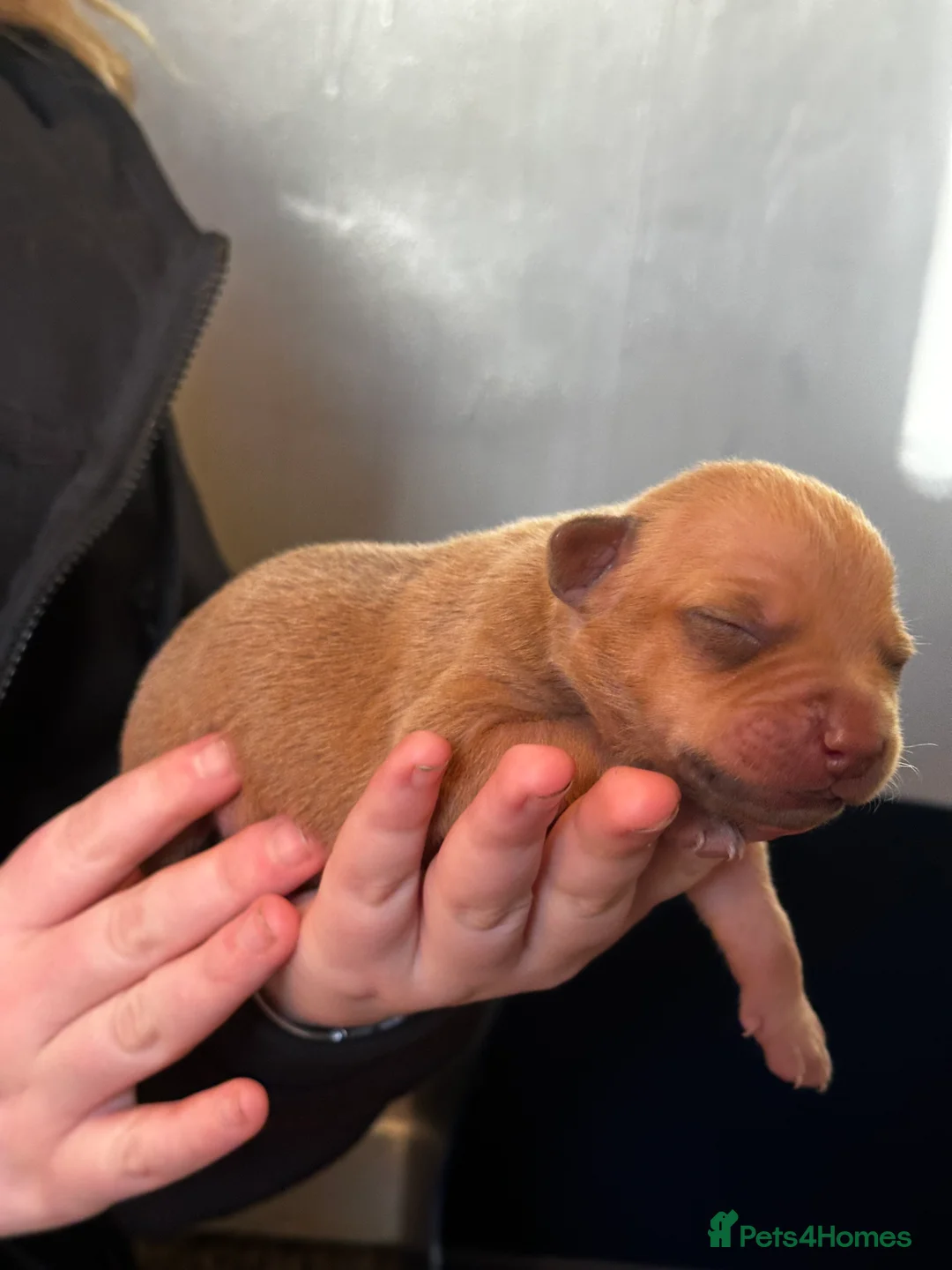 Mixed Breed dogs for sale: Staff X Sharpei puppies  - Advert 9