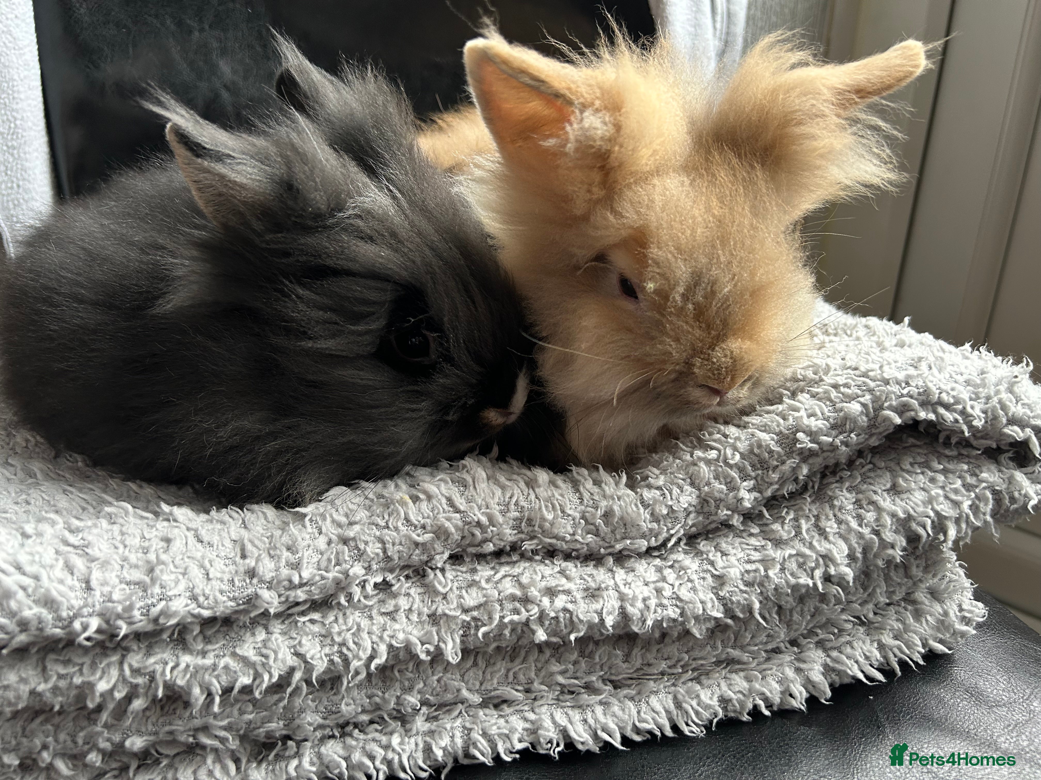Lionhead rabbits 3 boys ready to leave 9/3/26 - Advert 15