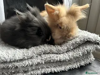 Lionhead rabbits 3 boys ready to leave 9/3/26 - Advert 15