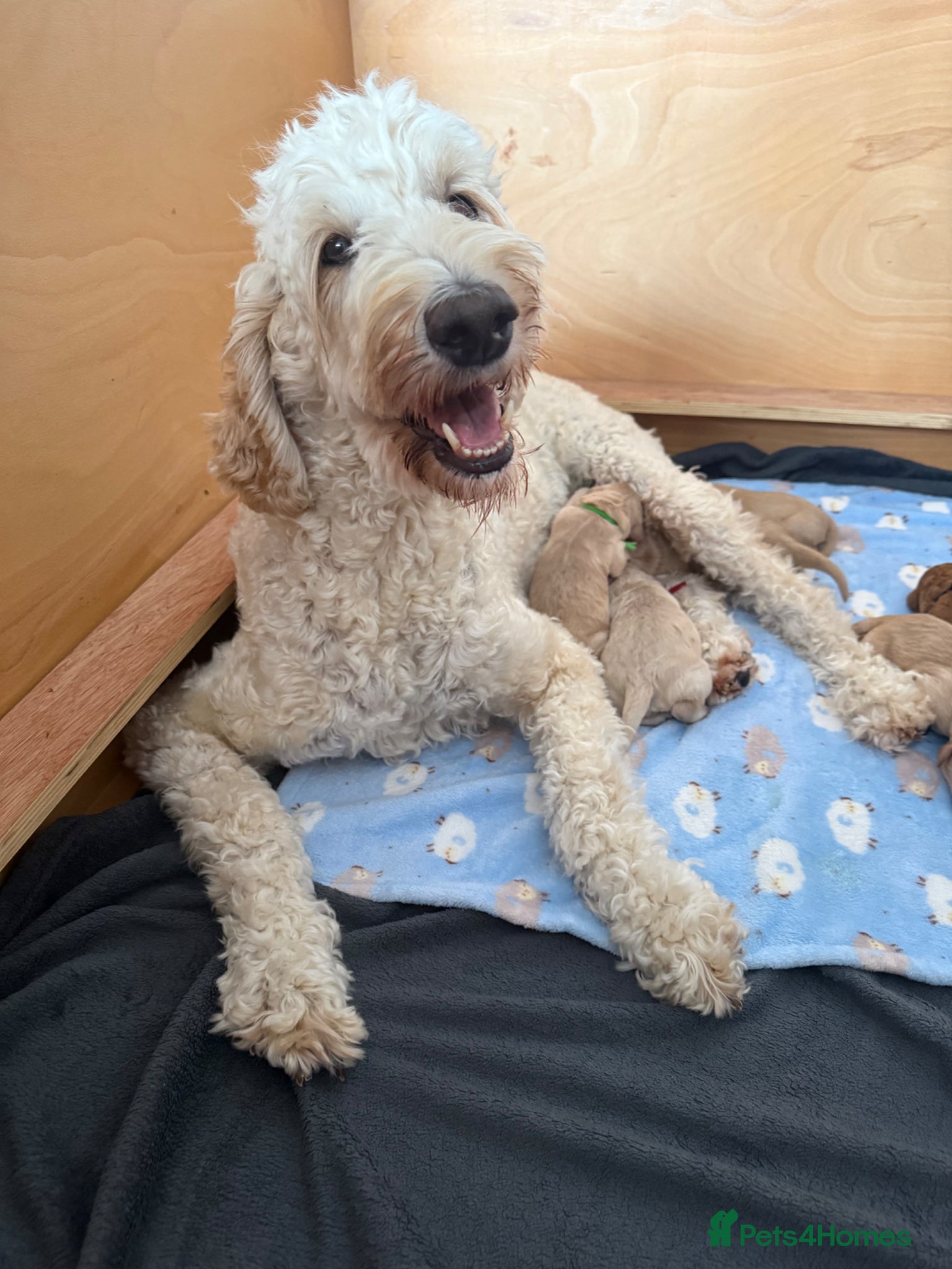 Mixed Breed dogs Multigeneration Cream/Apricot Double Doodles  - Advert 2