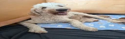 Mixed Breed dogs for sale: Multigeneration Cream/Apricot Double Labradoodles  - Advert 21
