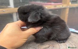 Mini Lop rabbits for sale: Pure bred baby mini lops  - Image 1