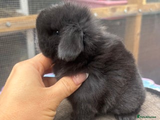 Mini Lop rabbits - Advert 2