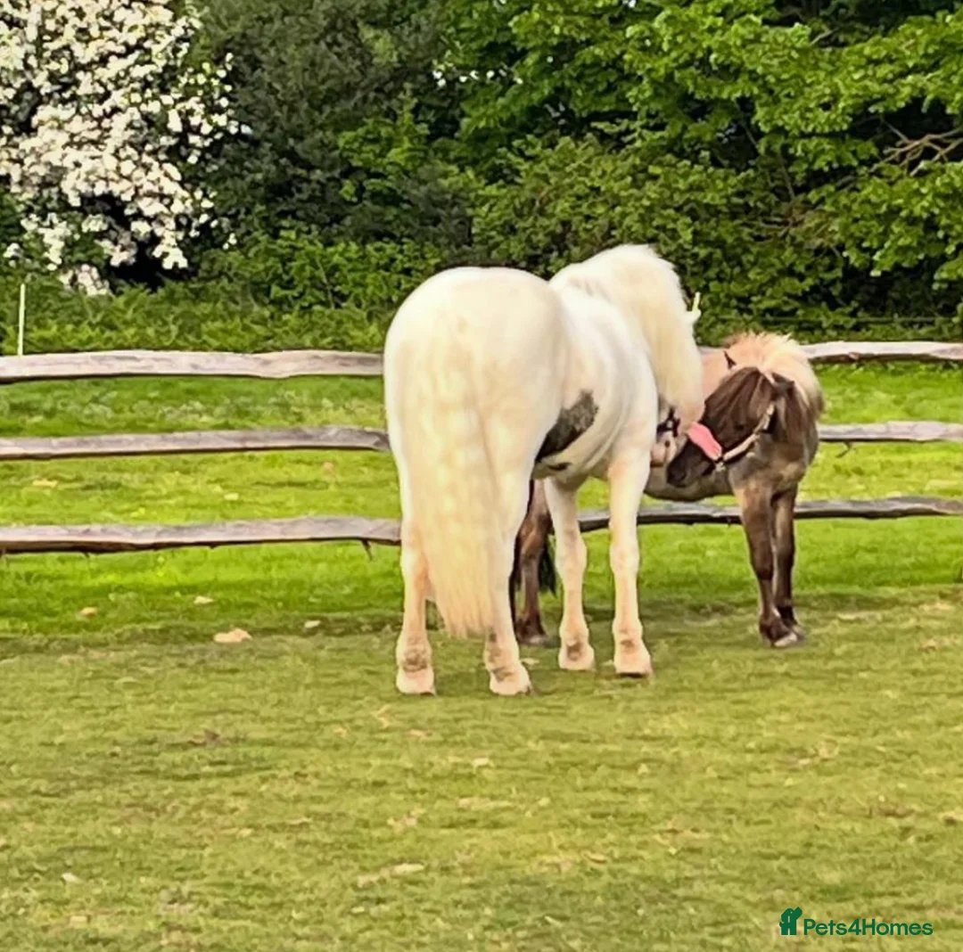 Dartmoor horses for sale: Dartmoor Hill Pony - Advert 7