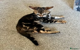 Bengal cats for sale: Beautiful rosette female Bengal kitten  in Okehampton - Image 4