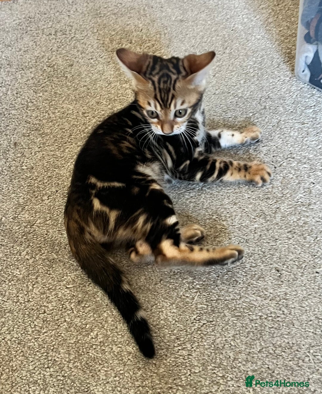 Bengal cats for sale: Beautiful rosette female Bengal kitten  in Okehampton - Image 4