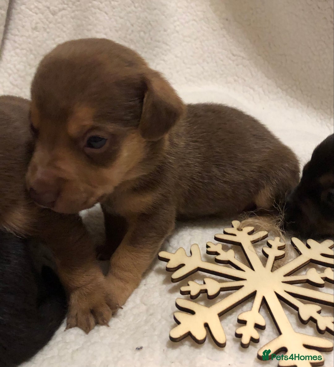 Mixed Breed dogs for sale: Mini Jackshund babies❣️Miniature dachshund x jack  - Advert 13