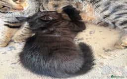 Domestic Shorthair cats for sale: 3 females - Image 4