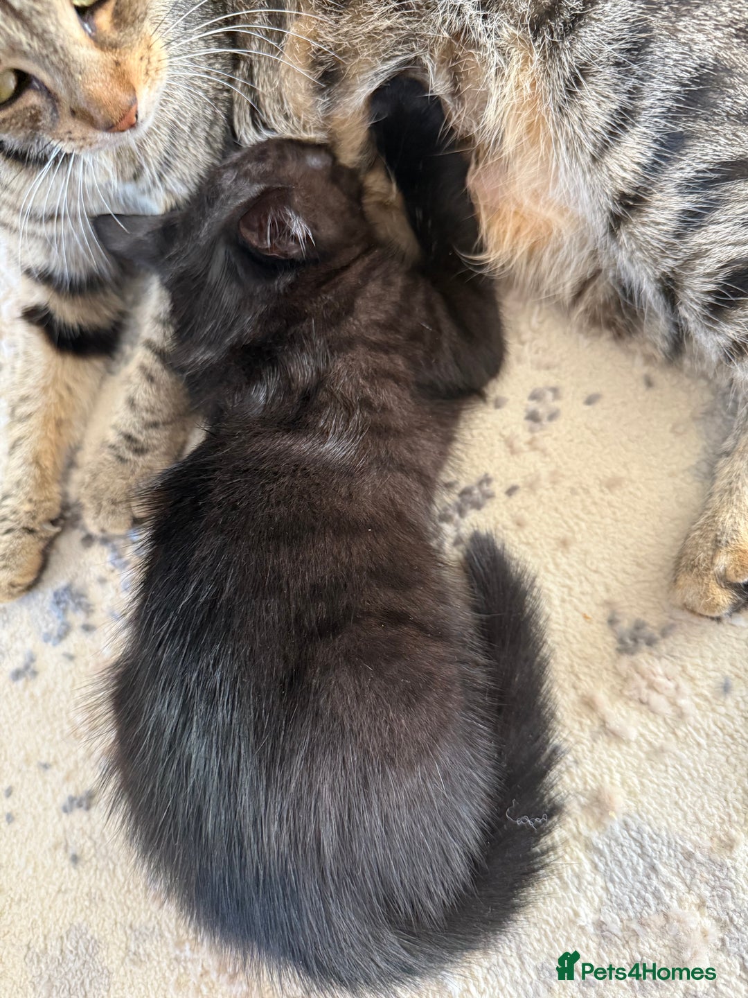 Domestic Shorthair cats for sale: 3 females - Image 4