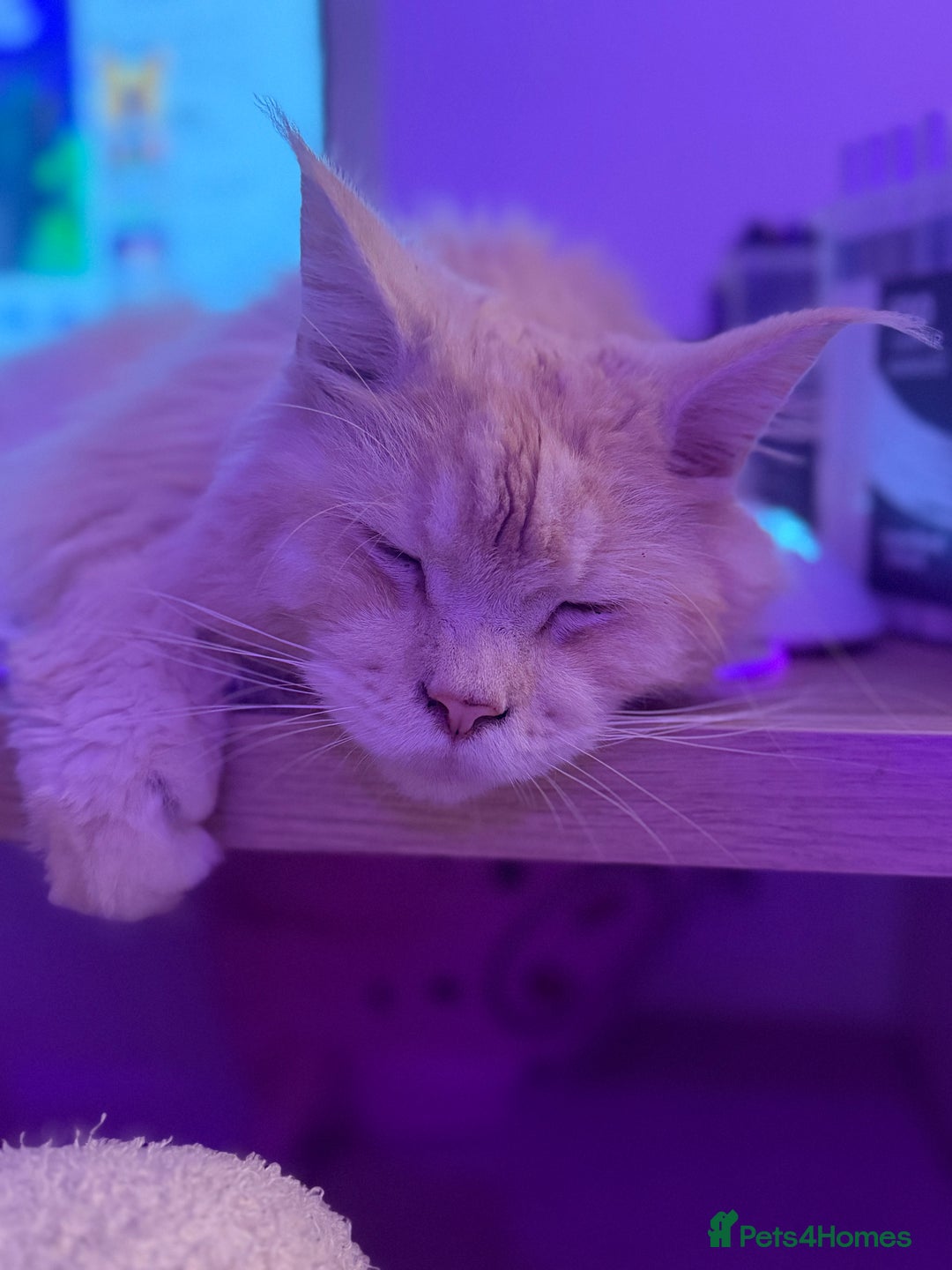 Maine Coon cats for sale: 2.5 year old male Maine Coon for sale - Advert 3