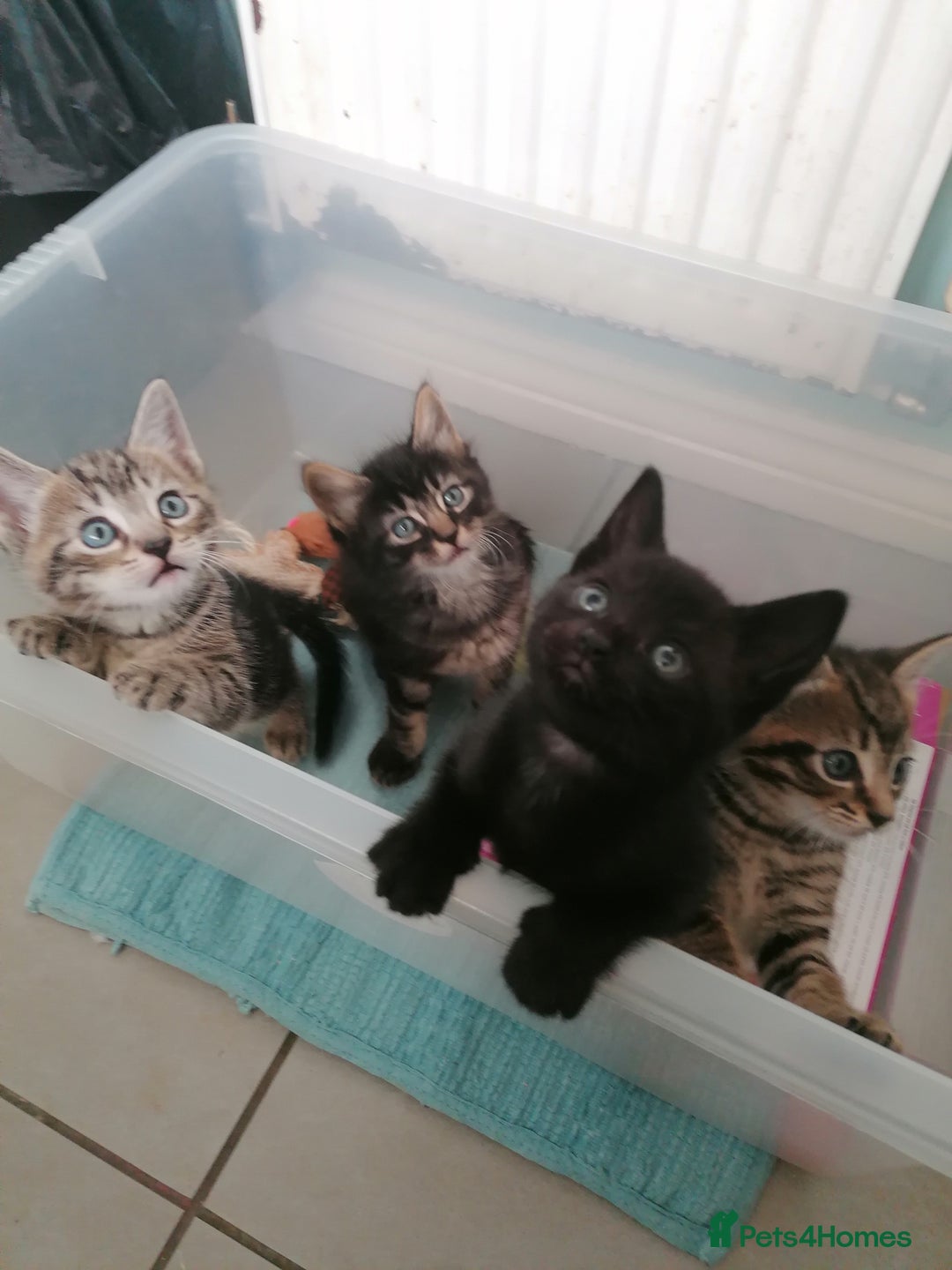Domestic Shorthair cats for sale: 4 cute kittens :) - Advert 5
