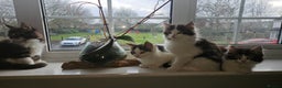 Maine Coon cats for sale: Beautiful Female Mixed Maine Coon kittens - Advert 21