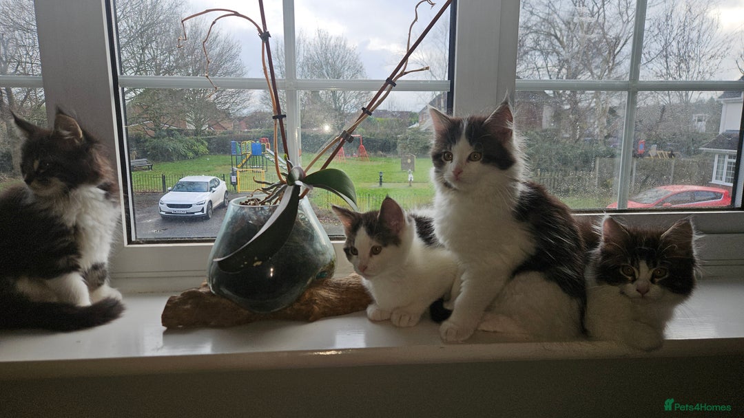 Maine Coon cats for sale: Beautiful Female Mixed Maine Coon kittens - Advert 21