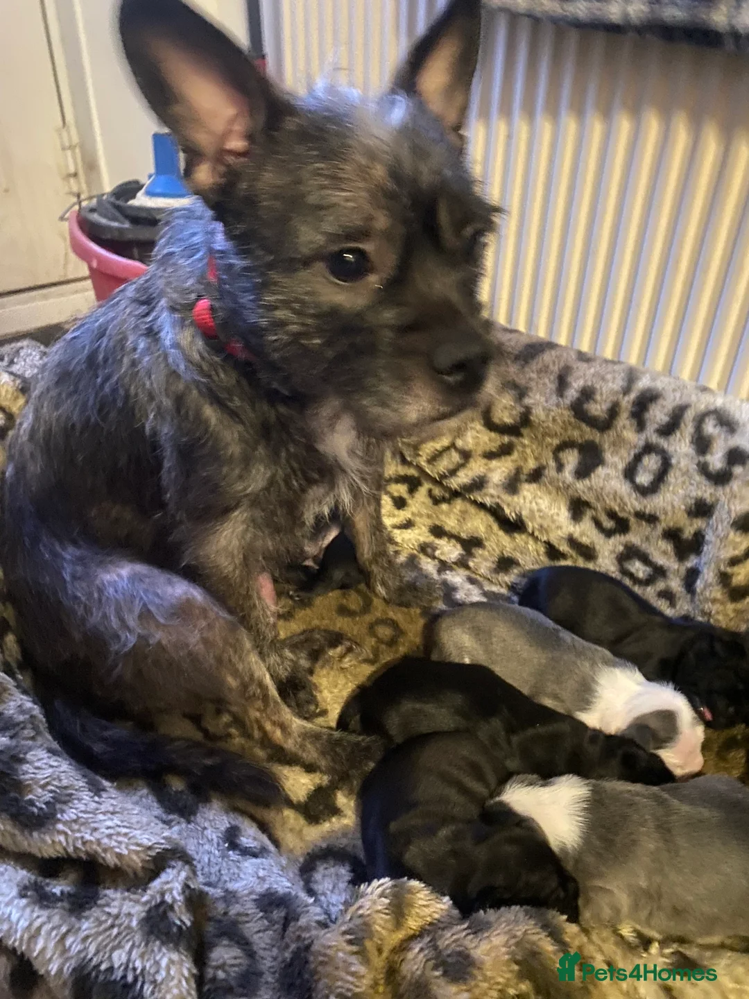 Mixed Breed dogs for sale: 3 puppy’s left  - Advert 4