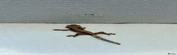 Gecko reptiles for sale: Baby crested geckos  - Advert 20