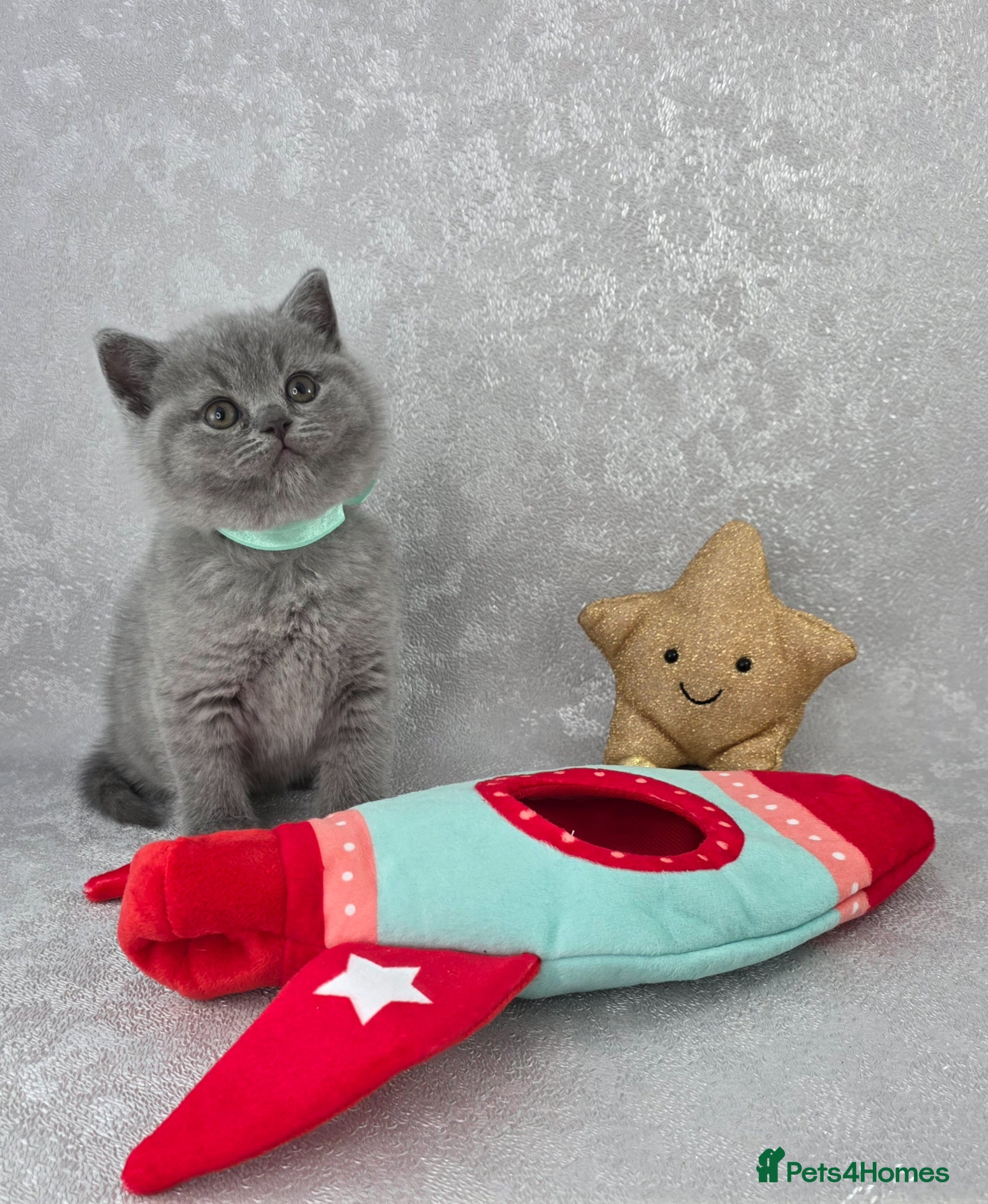 British Shorthair cats for sale: CHAMPION SIRED BSH KITTENS AVAILABLE TO RESERVE - Advert 11