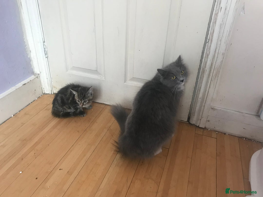 Mixed Breed cats for sale: Gorgeous Siberian forest x kittens ready to go - Image 6