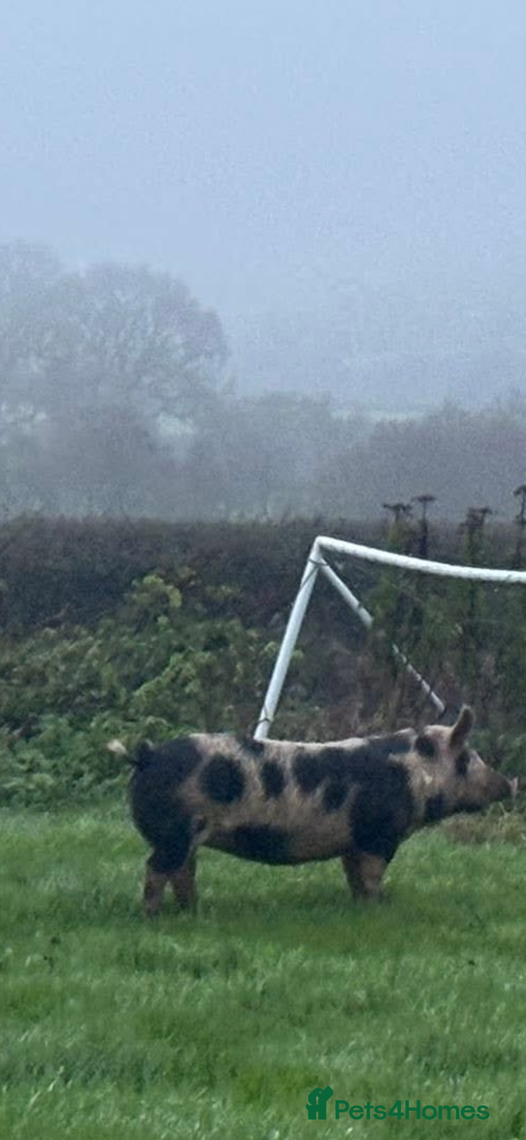 Pig livestock for sale: 4 pietrain sows  - Advert 4