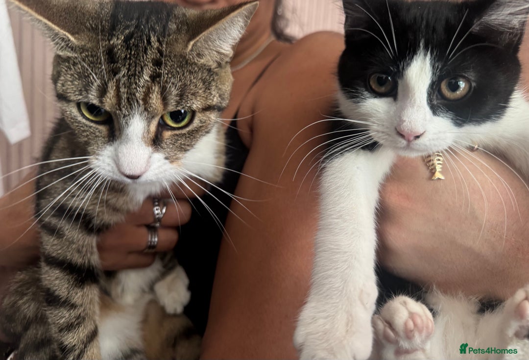 Mixed Breed cats for sale: Kitten / mixed breed  - Image 3