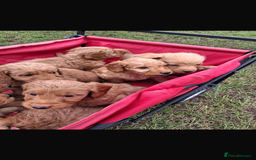 Mini Goldendoodle dogs for sale: F1 Goldendoodle puppies  - Image 3