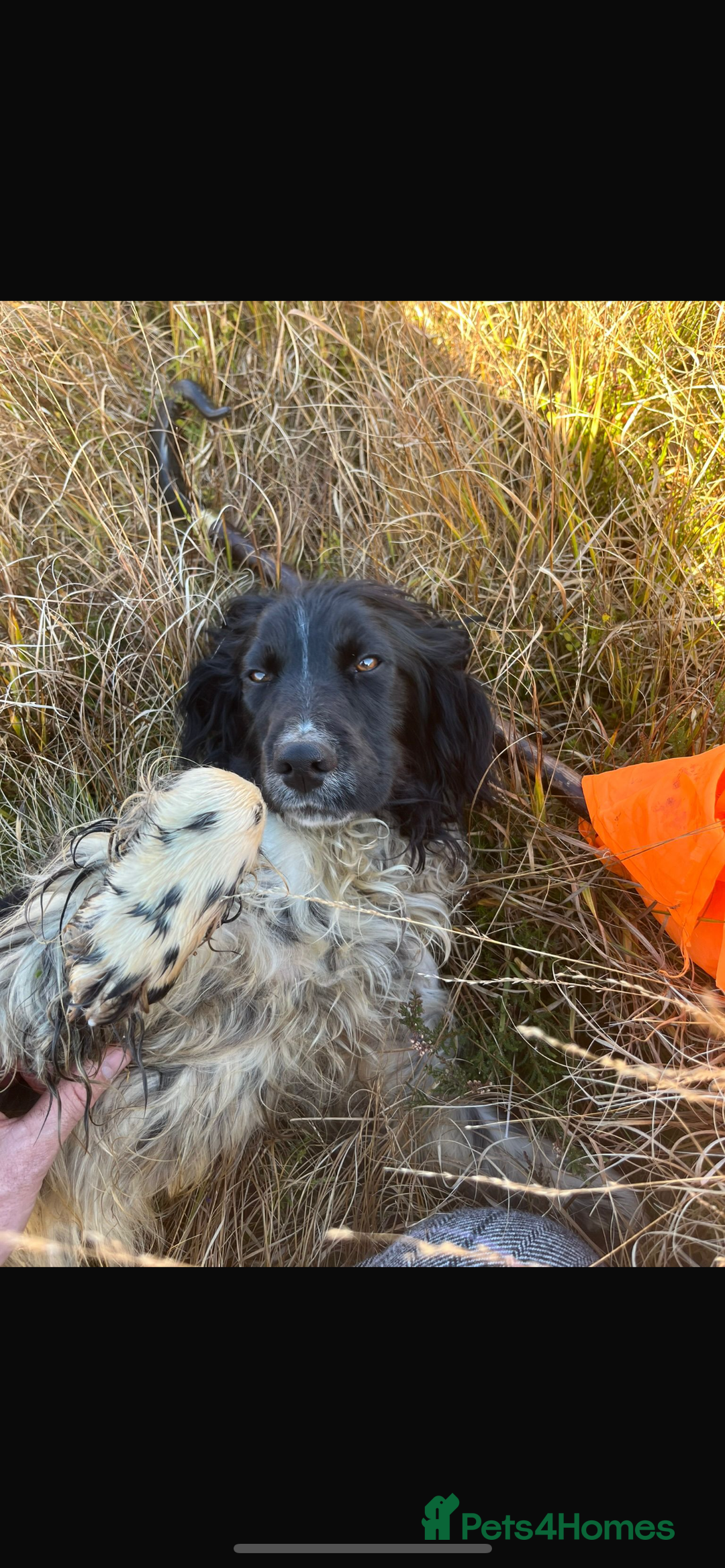 English Springer Spaniel dogs for sale: Springer Spaniel  - Advert 1