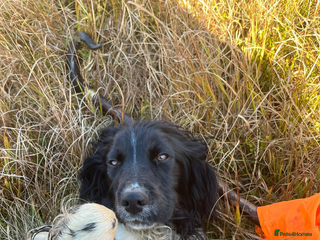 English Springer Spaniel dogs Springer Spaniel - Advert 2
